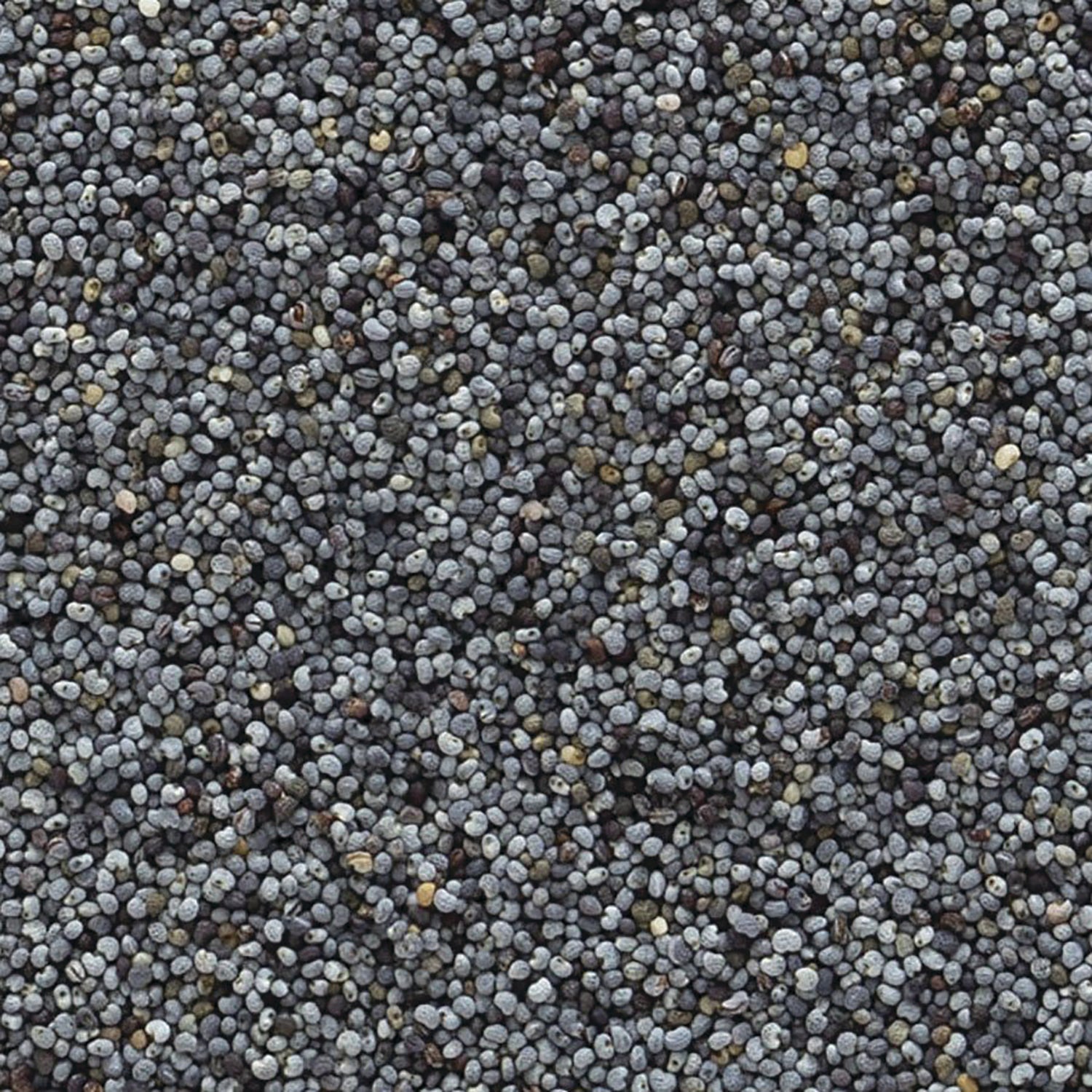 FNP079 | close-up of small gray poppy seeds