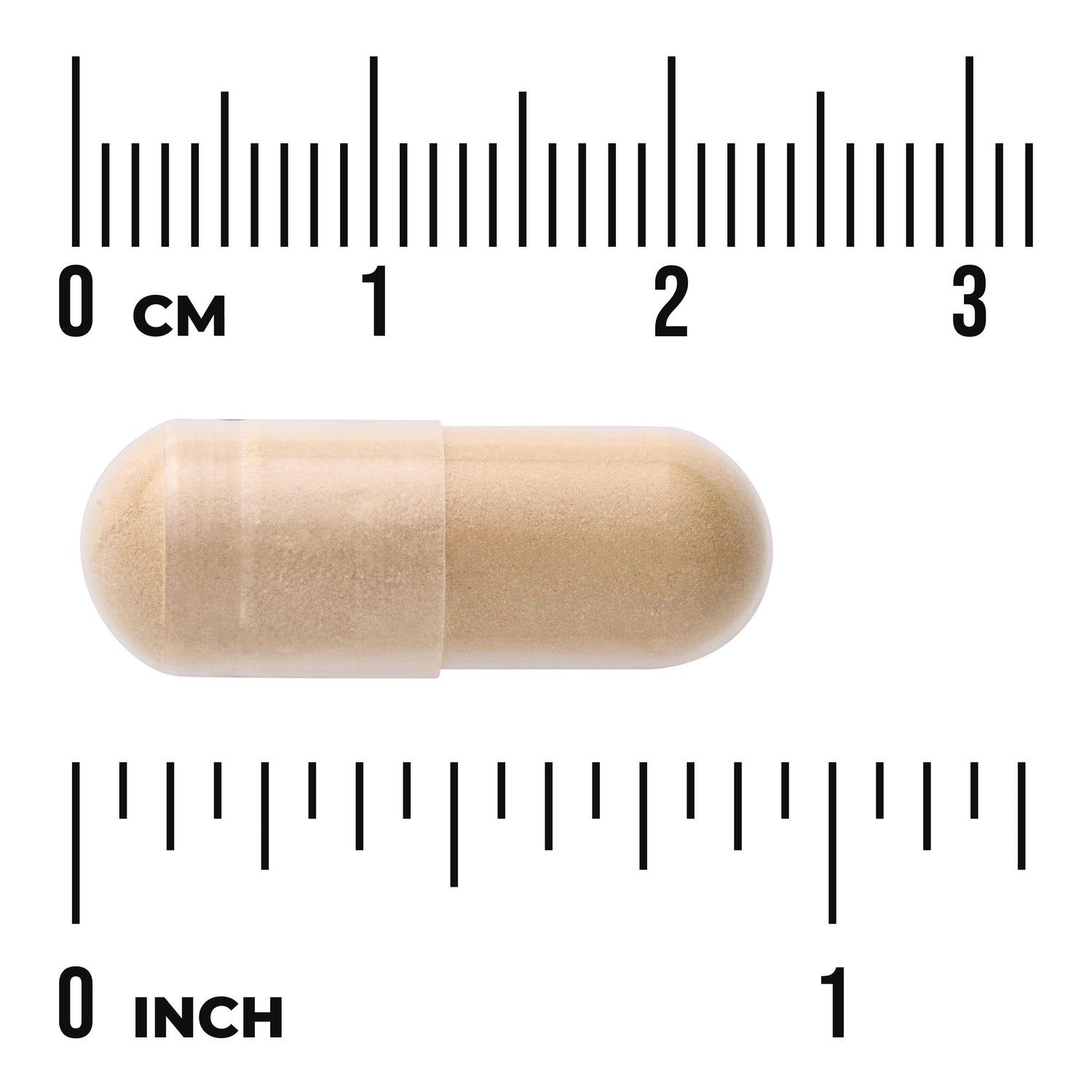 SWH260 | Beige capsule shown to scale with rulers in centimeters and inches