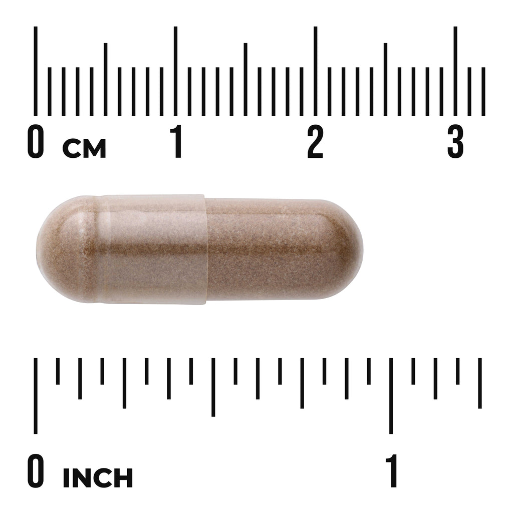 SWH005 | Brown capsule shown to scale with rulers in cm and inches - Thumbnail