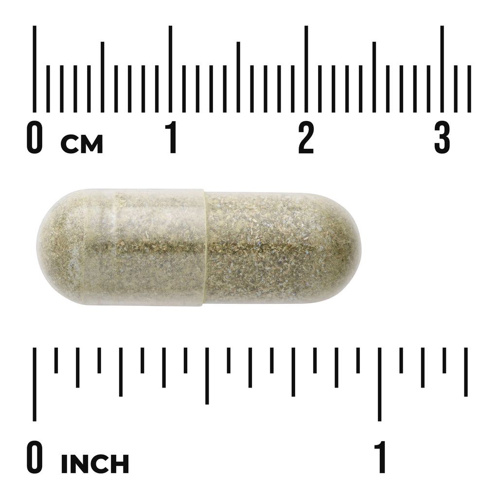 SW1421 | Clear capsule with herbal powder shown next to rulers in cm and inches - Thumbnail