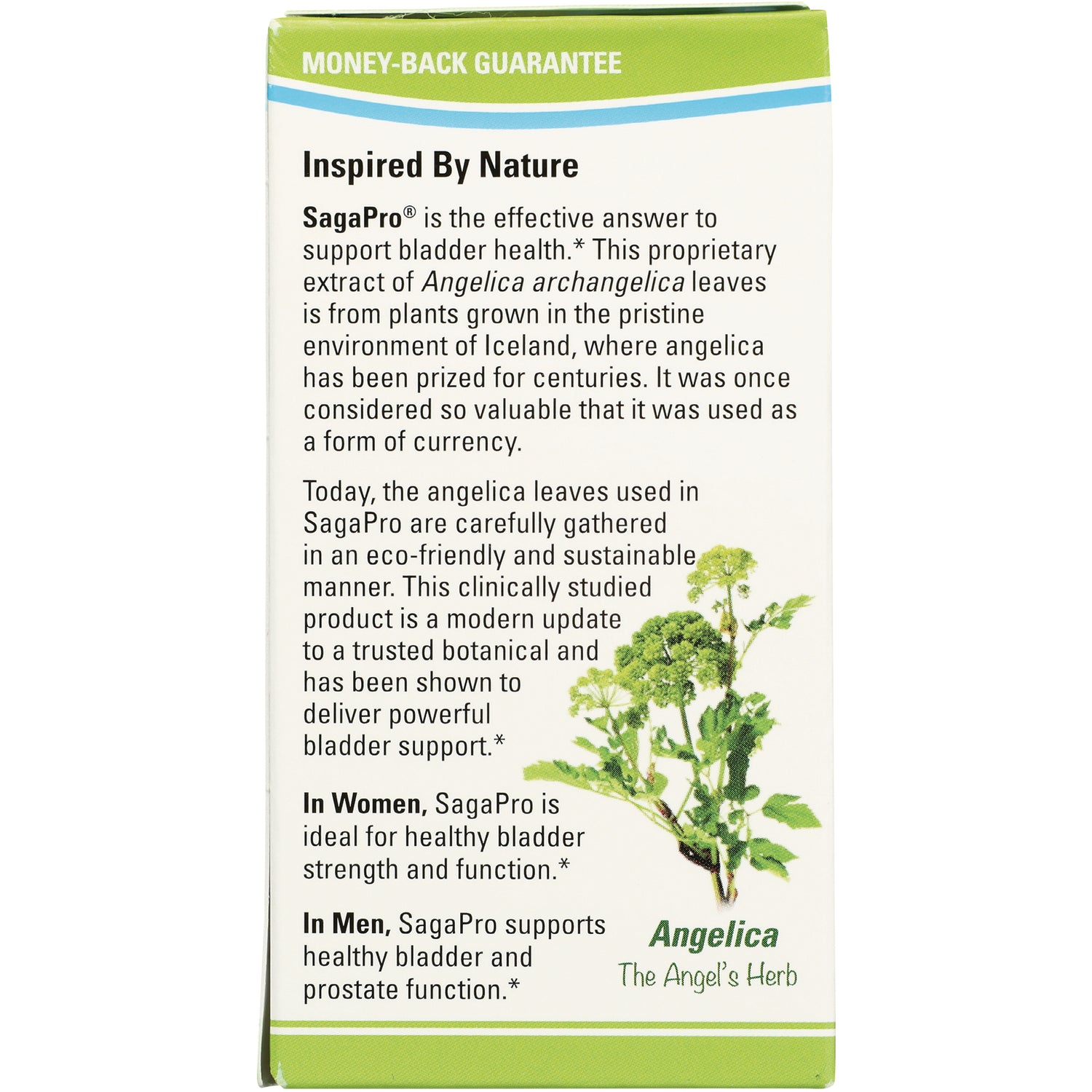 Back of SagaPro supplement box with product description, angelica plant illustration and money-back guarantee