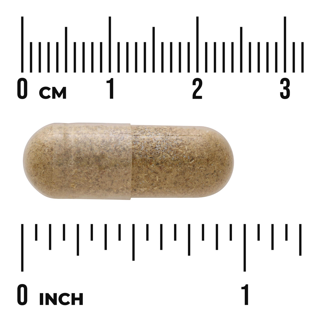 SW1292 | Clear gelatin capsule filled with beige powder shown against centimeter and inch rulers indicating size - Thumbnail