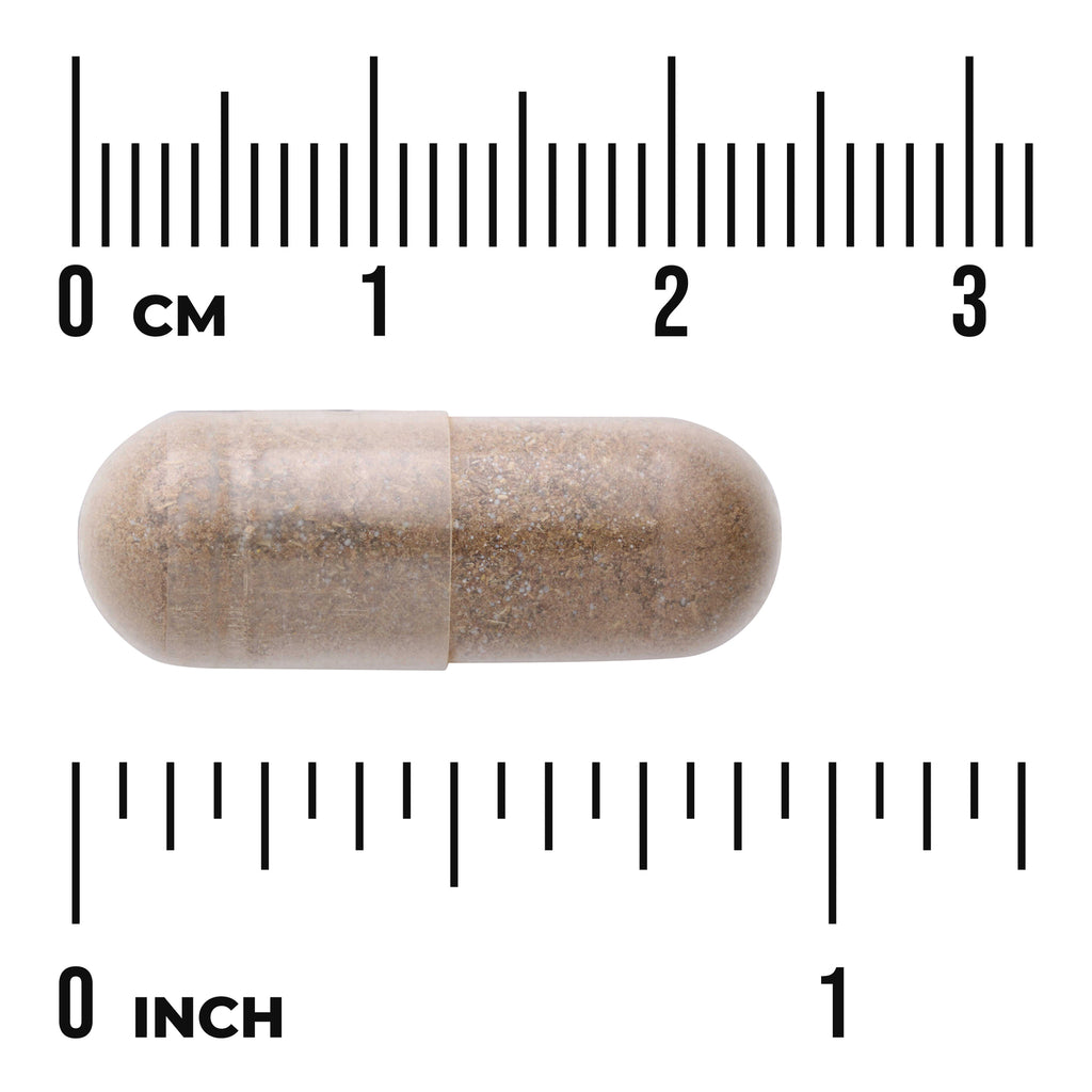 SW1766 | Brown capsule with ruler showing 03 cm and 01 inch - Thumbnail