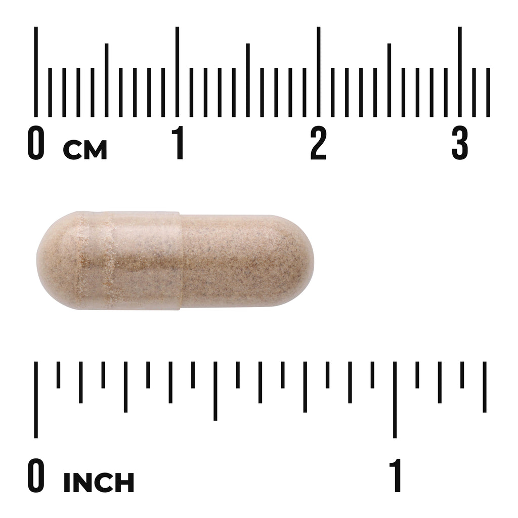 SWH214 | Capsule size shown against cm and inch rulers - Thumbnail