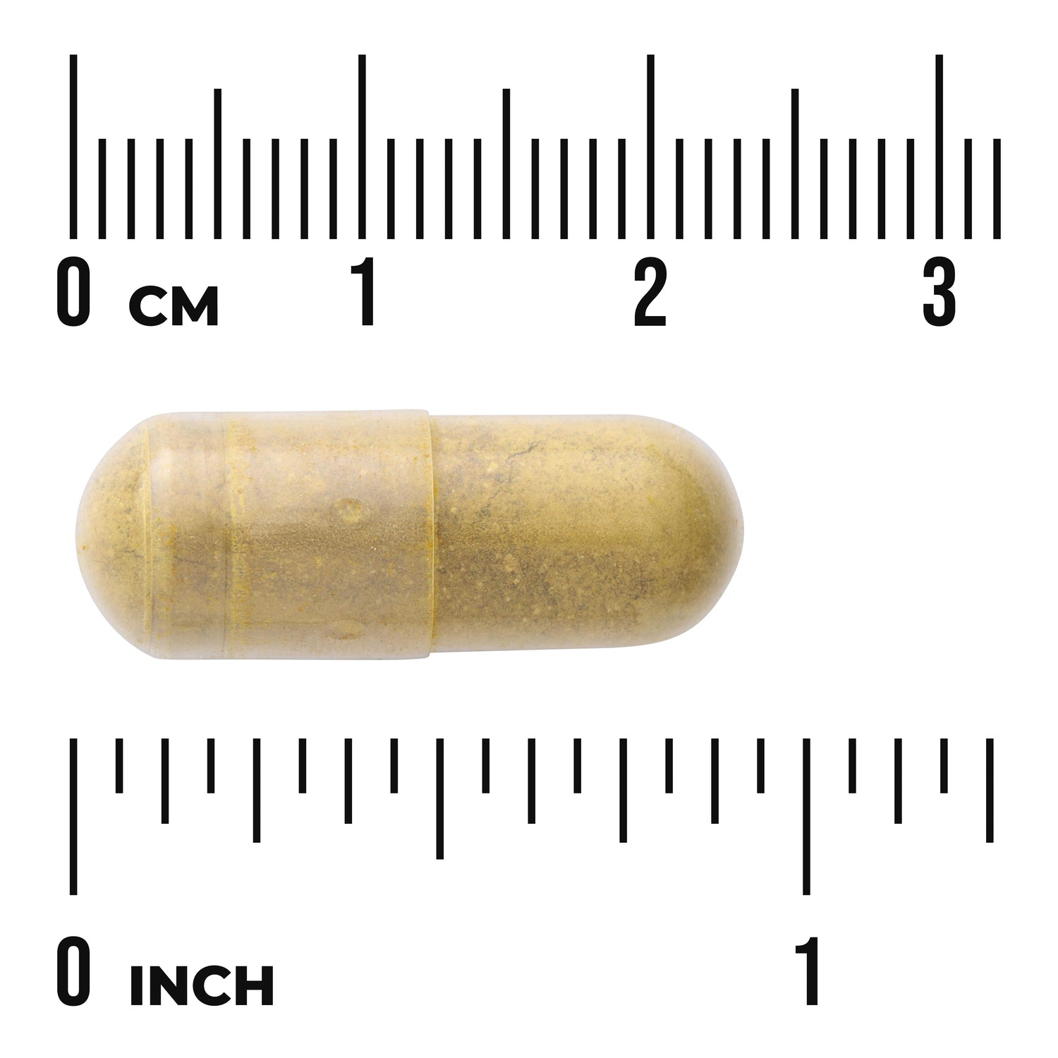 SW1864 | Yellow-brown capsule on white background with centimeter and inch rulers showing scale