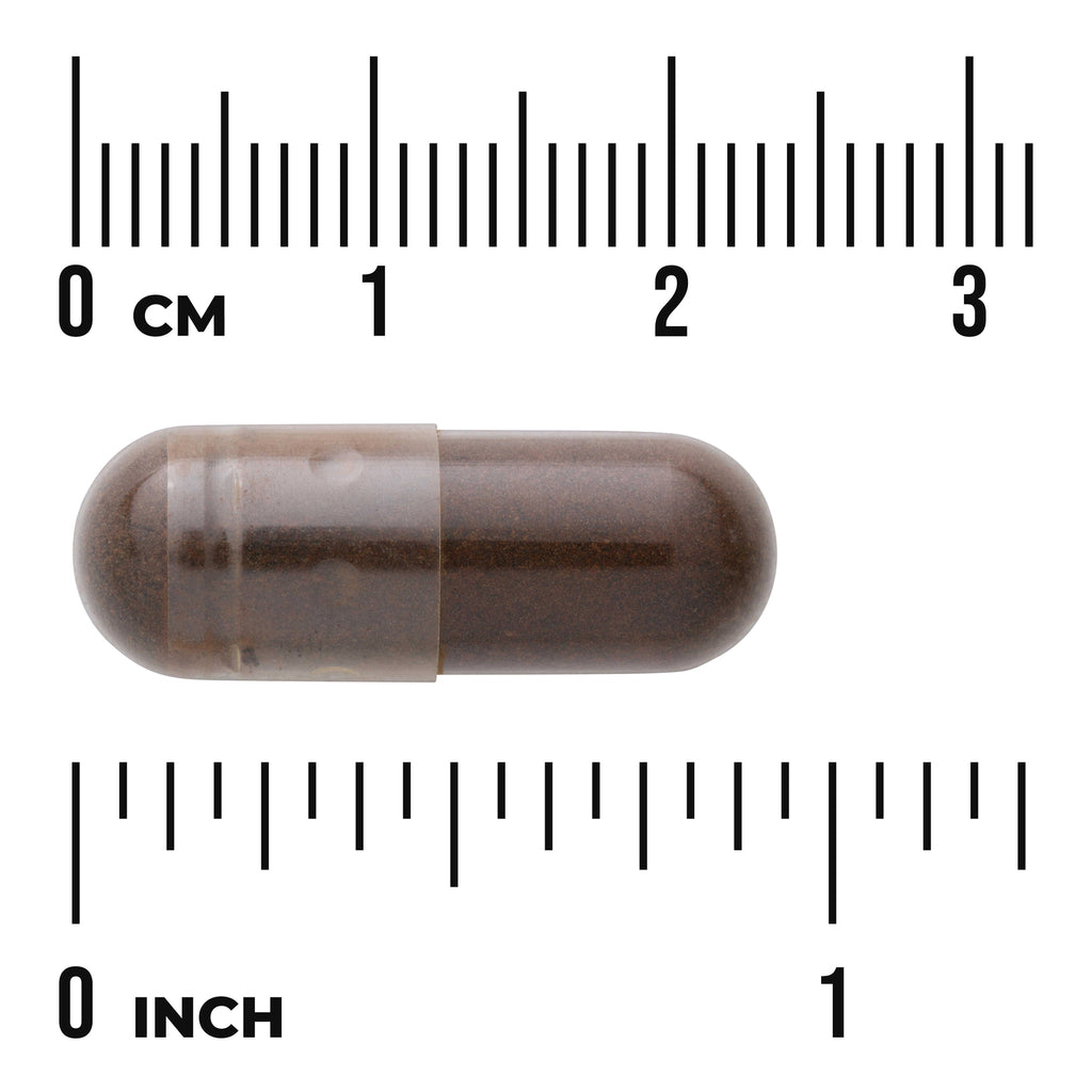 SWK014 | Dark brown capsule shown against cm and inch rulers - Thumbnail