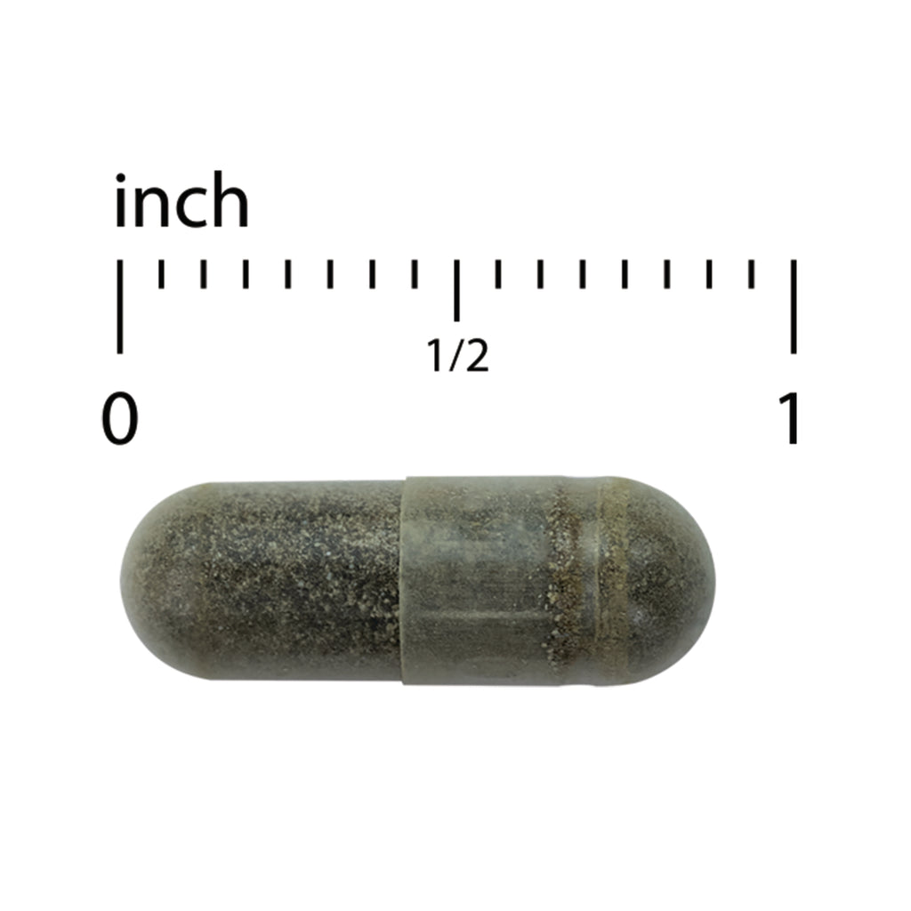 EUR065 | dark gray powder-filled capsule on white background with inch ruler above showing 0 to 1 and 1/2 - Thumbnail