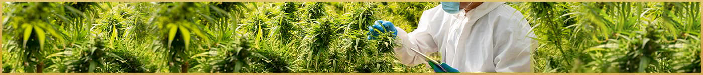 cbd plants scientist