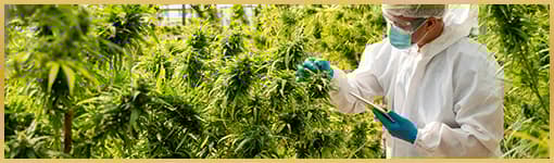 cbd plants scientist