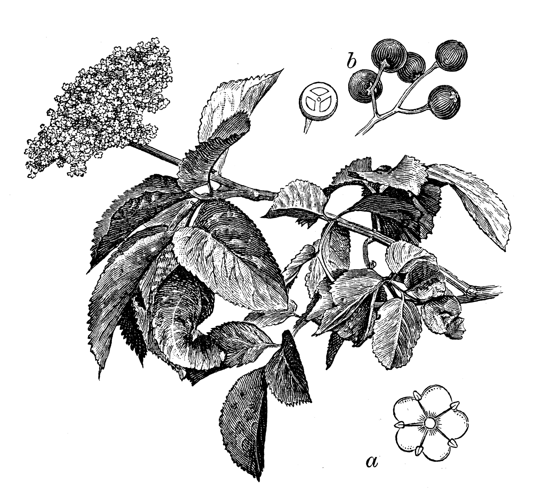 Illustration of elderberry leaves, elderberry bark, and elderberries