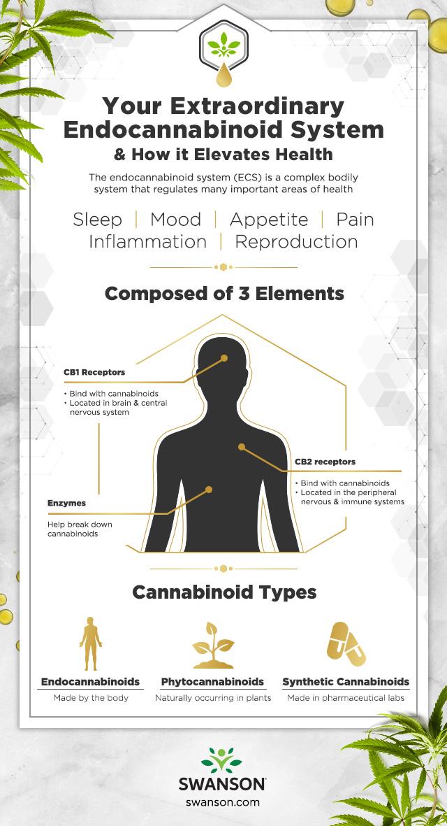 Your Extraordinary Endocannabinoid System Infographic