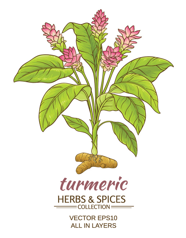 Illustration of a Turmeric Plant
