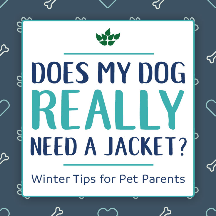 test-Does My Dog Really Need a Jacket? Winter Tips for Pet Parents