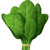 spinach is very healthy and high in water