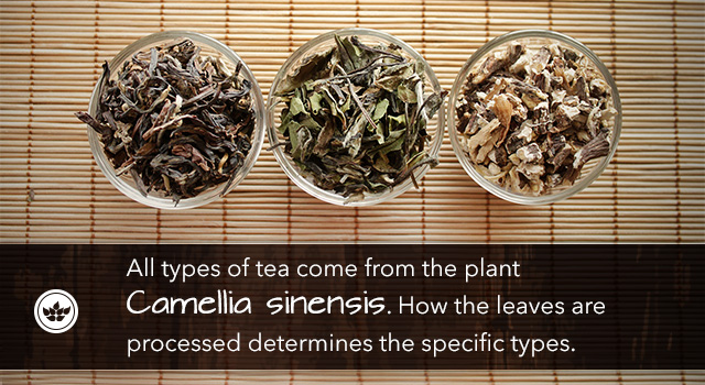 2.All types of tea come from the plant Camellia sinensis. How the leaves are processed determines the specific types.
