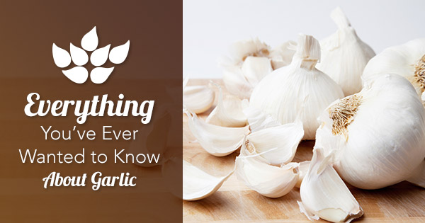 test-40 Things You Probably Didn’t Know About Garlic