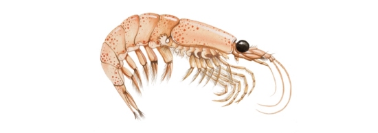 test-The Truth About Krill
